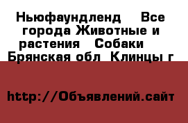 Ньюфаундленд  - Все города Животные и растения » Собаки   . Брянская обл.,Клинцы г.